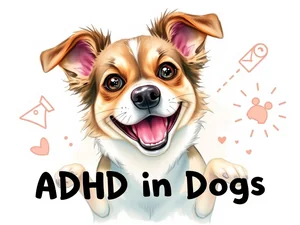 ADHD nei cani: sintomi, diagnosi e supporto