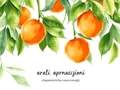 Ara Ali Arancioni: Caratteristiche, Cura e Consigli