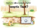 Feci del Cane nel WC: Si Può Fare con la Fossa Settica?