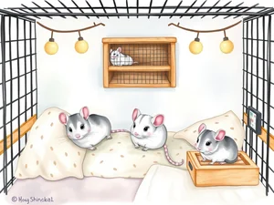 Gabbia per cincillà: la guida completa