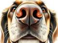 Naso del cane: 10+ fatti affascinanti e come funziona