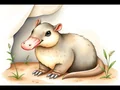 Ornitorinco domestico: è legale? Cosa sapere