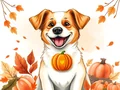 Pumpkin Assicurazione Cani: Copre le Emergenze? Guida 2024