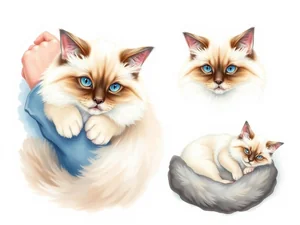 Ragdoll: tutto sulla razza di gatto più affettuosa