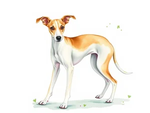 Whippet: 14 Sorprendenti Curiosità sulla Razza Canina