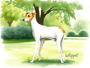 Whippet: Tutto sulla Razza, Cura e Caratteristiche