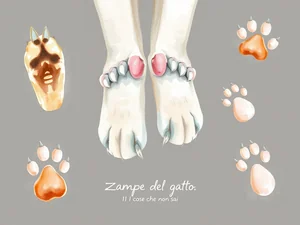 Zampe del gatto: 11 cose che non sai